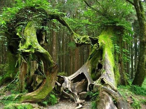 Rừng Hoh Rain Forest, Mỹ