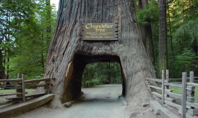 Rừng Redwood, Mỹ