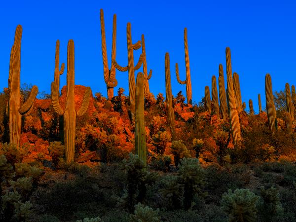 Công viên quốc gia Saguaro, Mỹ